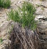 bělozářka větevnatá <i>(Anthericum ramosum)</i> / Habitus