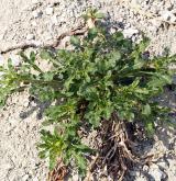 rýt (rezeda) žlutý <i>(Reseda lutea)</i> / Habitus