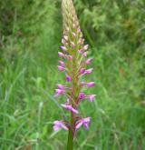 pětiprstka hustokvětá <i>(Gymnadenia densiflora)</i> / Květ/Květenství