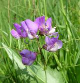 hrachor bahenní <i>(Lathyrus palustris)</i> / Květ/Květenství