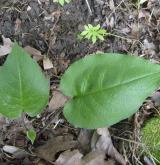 plícník tmavý <i>(Pulmonaria obscura)</i> / List