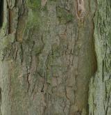 javor klen <i>(Acer pseudoplatanus)</i> / Borka kmene