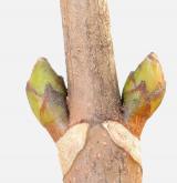 javor klen <i>(Acer pseudoplatanus)</i> / Větve a pupeny