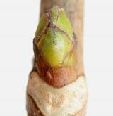 javor klen <i>(Acer pseudoplatanus)</i> / Větve a pupeny