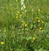 oměj vlčí mor <i>(Aconitum lycoctonum)</i> / Habitus