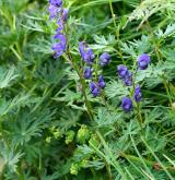 oměj šalamounek <i>(Aconitum plicatum)</i> / Habitus