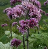 havez česnáčková <i>(Adenostyles alliariae)</i> / Květ/Květenství