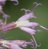 havez česnáčková <i>(Adenostyles alliariae)</i> / Květ/Květenství