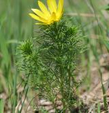 hlaváček jarní <i>(Adonis vernalis)</i> / Habitus