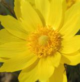 hlaváček jarní <i>(Adonis vernalis)</i> / Květ/Květenství