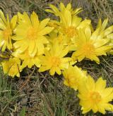 hlaváček jarní <i>(Adonis vernalis)</i> / Habitus