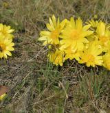 hlaváček jarní <i>(Adonis vernalis)</i> / Habitus
