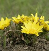 hlaváček jarní <i>(Adonis vernalis)</i> / Habitus