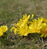 hlaváček jarní <i>(Adonis vernalis)</i> / Habitus