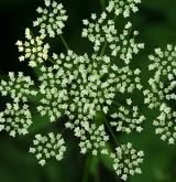 bršlice kozí noha <i>(Aegopodium podagraria)</i> / Květ/Květenství