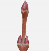 javor dlanitolistý <i>(Acer palmatum)</i> / Větve a pupeny