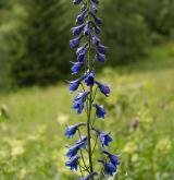 stračka vyvýšená <i>(Delphinium elatum)</i> / Květ/Květenství