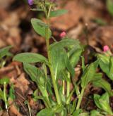 plícník tmavý <i>(Pulmonaria obscura)</i> / List