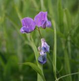 hrachor bahenní <i>(Lathyrus palustris)</i> / Květ/Květenství