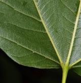 javor ďábelský <i>(Acer diabolicum)</i> / List