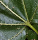 javor ďábelský <i>(Acer diabolicum)</i> / List