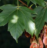 javor ďábelský <i>(Acer diabolicum)</i> / List