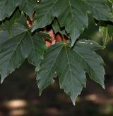 javor ďábelský <i>(Acer diabolicum)</i> / List