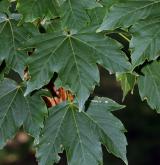 javor ďábelský <i>(Acer diabolicum)</i> / List