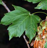 javor ďábelský <i>(Acer diabolicum)</i> / List