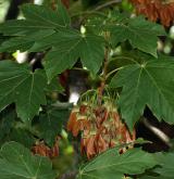 javor ďábelský <i>(Acer diabolicum)</i> / List
