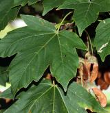 javor ďábelský <i>(Acer diabolicum)</i> / List