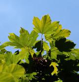 javor ďábelský <i>(Acer diabolicum)</i> / List