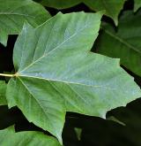 javor ďábelský <i>(Acer diabolicum)</i> / List
