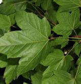 javor ďábelský <i>(Acer diabolicum)</i> / List