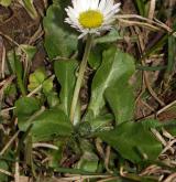 sedmikráska obecná <i>(Bellis perennis)</i> / Habitus