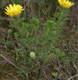 hlaváček jarní <i>(Adonis vernalis)</i> / Habitus