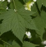 javor význačný <i>(Acer argutum)</i> / List