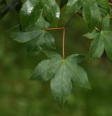 javor chudokvětý <i>(Acer pauciflorum)</i> / List