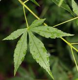 javor dlanitochlupatý <i>(Acer pubipalmatum)</i>