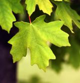 javor velkozubý <i>(Acer grandidentatum)</i> / List