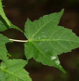 javor Maximovičův <i>(Acer maximowiczii)</i> / List
