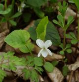 violka bílá <i>(Viola alba)</i> / Habitus