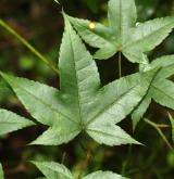 javor čínský <i>(Acer sinense)</i> / List