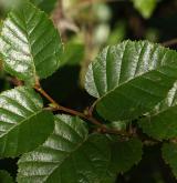 bříza užitečná <i>(Betula utilis)</i> / List