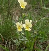 violka žlutá <i>(Viola lutea)</i> / Habitus