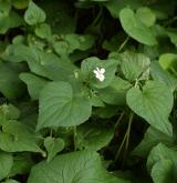 violka kanadská <i>(Viola canadensis)</i> / Habitus