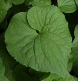 violka kanadská <i>(Viola canadensis)</i> / List