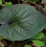 violka bílá <i>(Viola alba)</i> / List