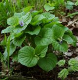 violka divotvárná <i>(Viola mirabilis)</i> / Habitus