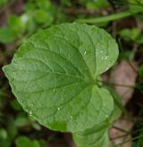violka olysalá <i>(Viola epipsila)</i> / List